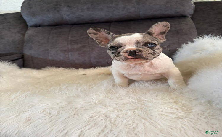 French Bulldog dogs for sale - Ad 1