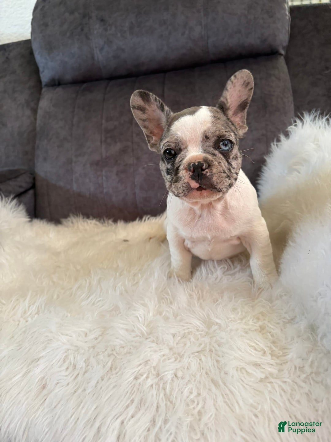 French Bulldog dogs for sale: Lucy - Image 1