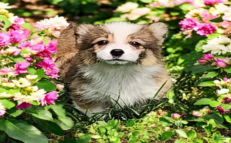 Welsh Corgi Pembroke dogs for sale - Ad 1