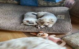 Australian Shepherd dogs for sale: Jojo - Image 6