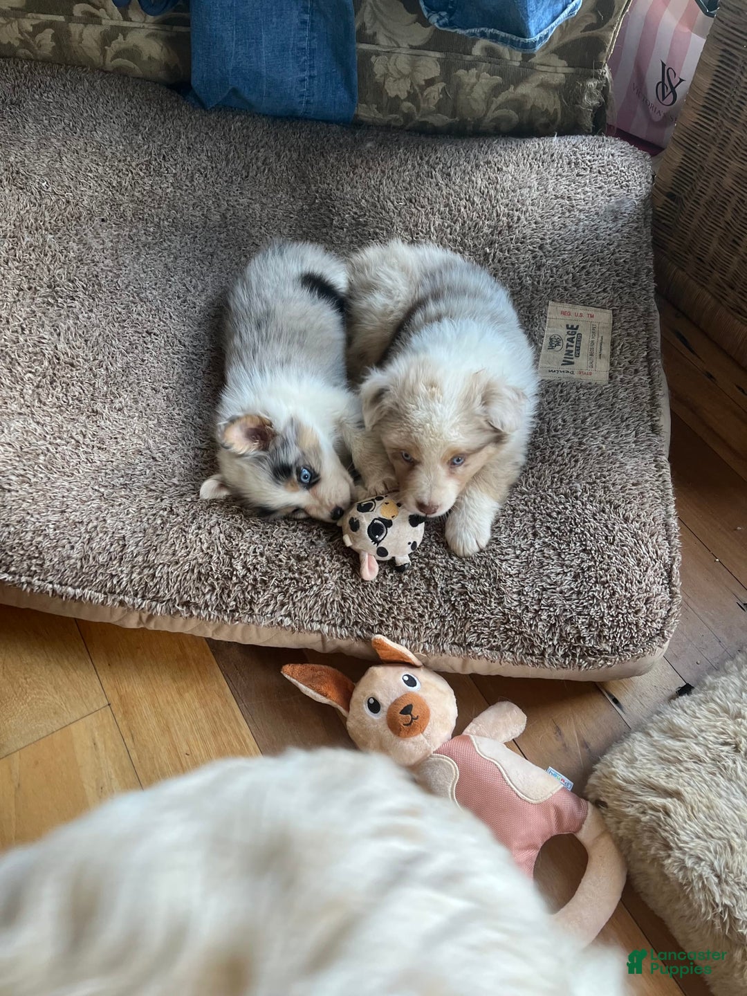 Australian Shepherd dogs for sale: Jojo - Image 6
