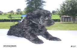 Yorkiepoo dogs for sale: Manny - Image 13