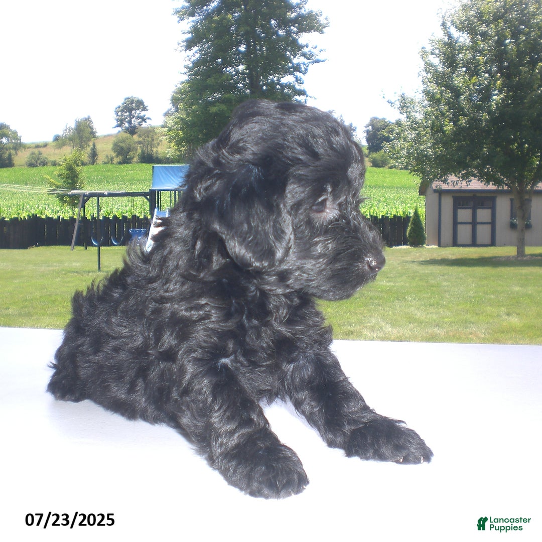 Yorkiepoo dogs for sale: Manny - Image 13
