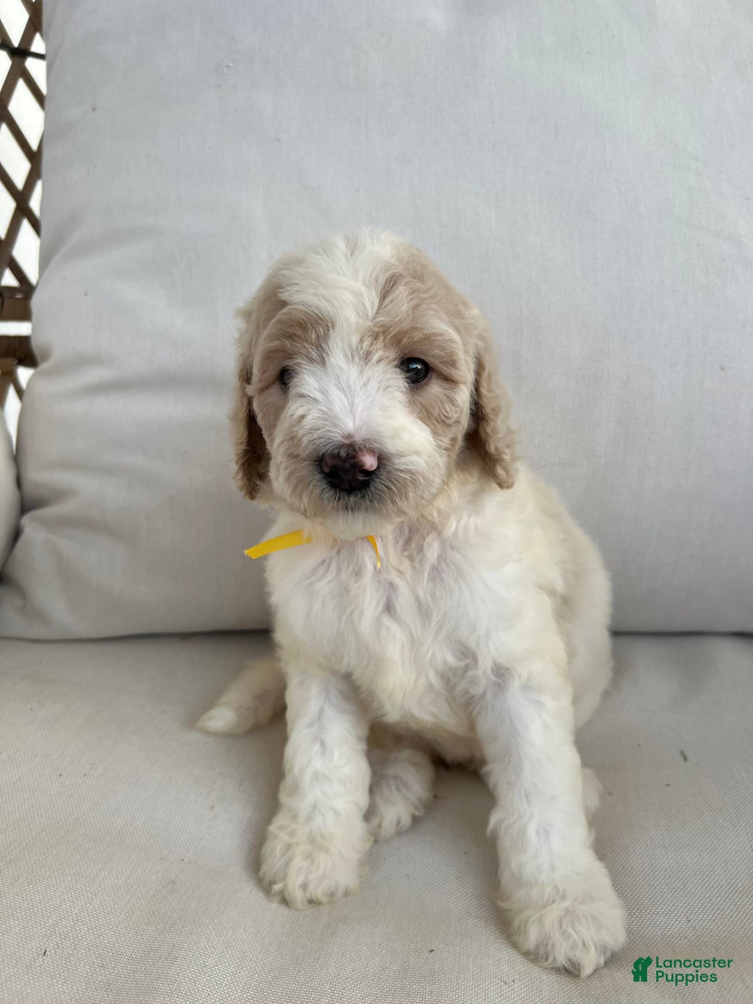 Labradoodle dogs for sale: Tiff - Image 2