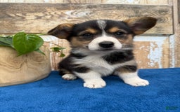 Welsh Corgi Pembroke dogs for sale: Clara - Image 8