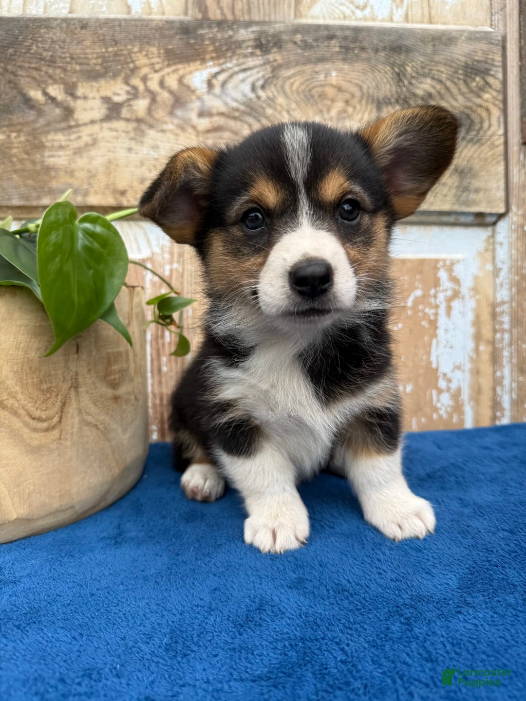 Welsh Corgi Pembroke dogs for sale: Clara - Image 8