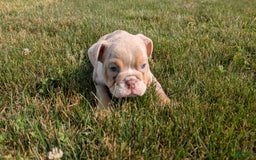 English Bulldog dogs for sale: Hunter - Image 12