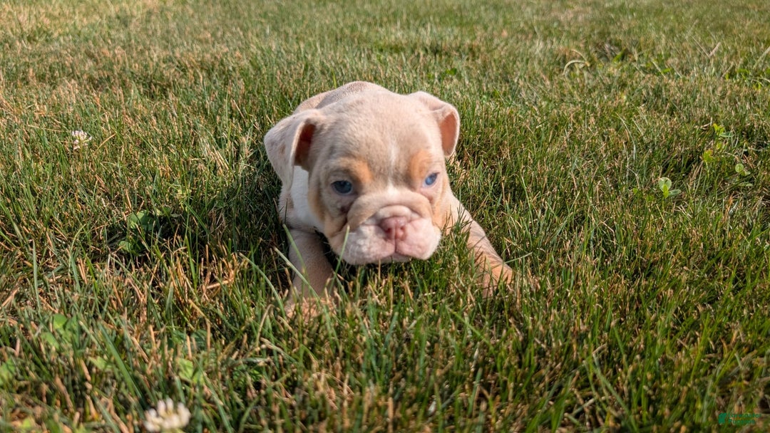 English Bulldog dogs for sale: Hunter - Image 12