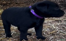 Labrador Retriever dogs for sale: Ruby - Image 8