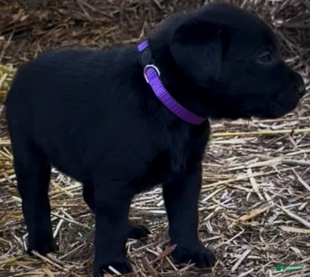 Labrador Retriever dogs for sale: Ruby - Image 8