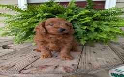 Mini Goldendoodle dogs for sale: Mini-logan - Image 29