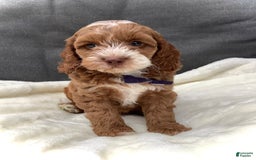 Cockapoo dogs for sale: Benji - Image 1