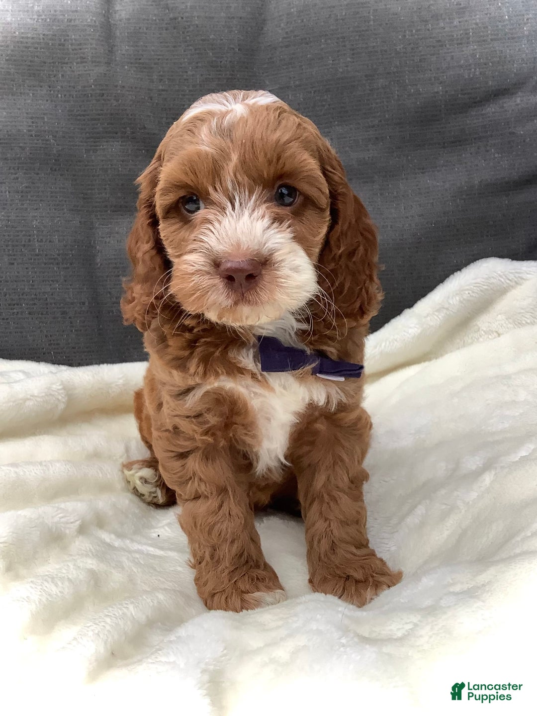 Cockapoo dogs for sale: Benji - Image 1