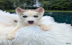 Siberian Husky dogs for sale: Mojo - Image 1