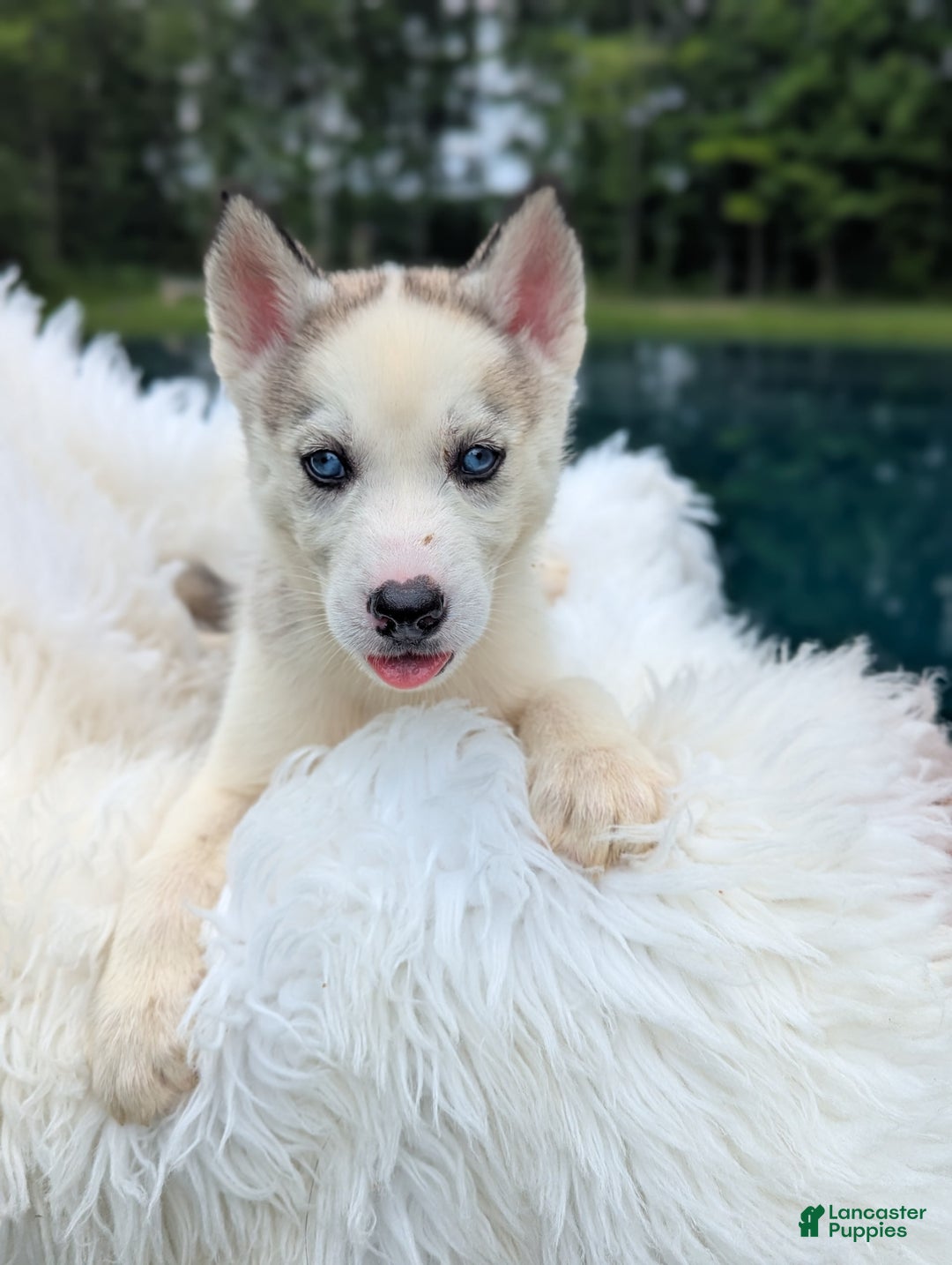 Siberian Husky dogs for sale: Mojo - Image 1