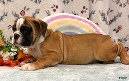 English Bulldog dogs for sale: Donald 0421 - Image 3