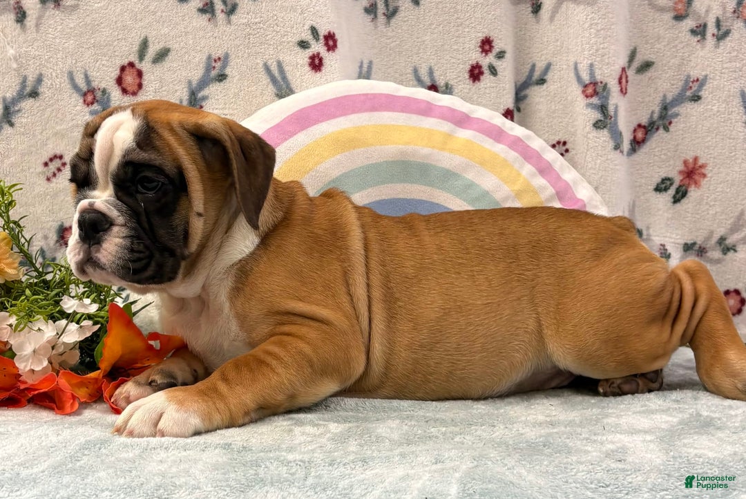 English Bulldog dogs for sale: Donald 0421 - Image 3
