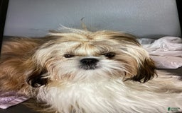 Shih Tzu dogs for sale: Gordo - Image 1