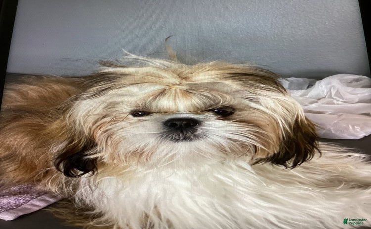 Shih Tzu dogs for sale - Ad 1