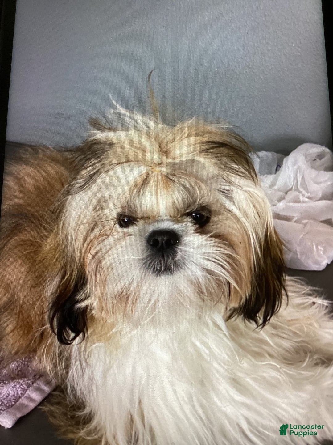 Shih Tzu dogs for sale: Gordo - Image 1