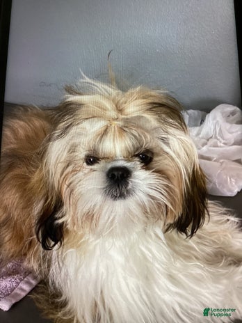 Shih Tzu dogs for stud - Ad 1