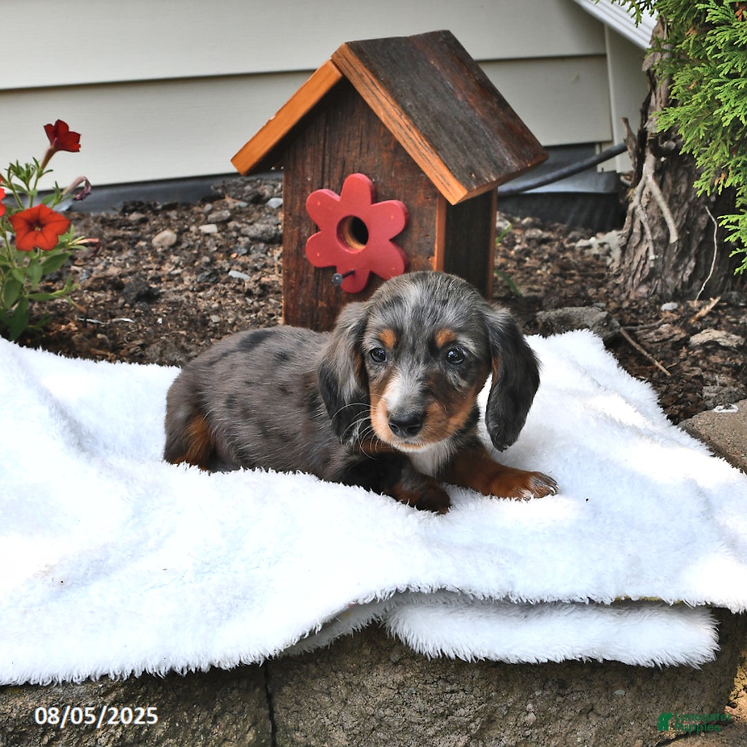 Miniature Dachshund dogs for sale: Musketeer - Special Needs - Image 2