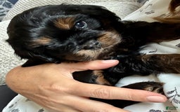 Cavapoo dogs for sale: Max - Image 1