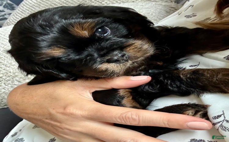 Cavapoo dogs for sale - Ad 1