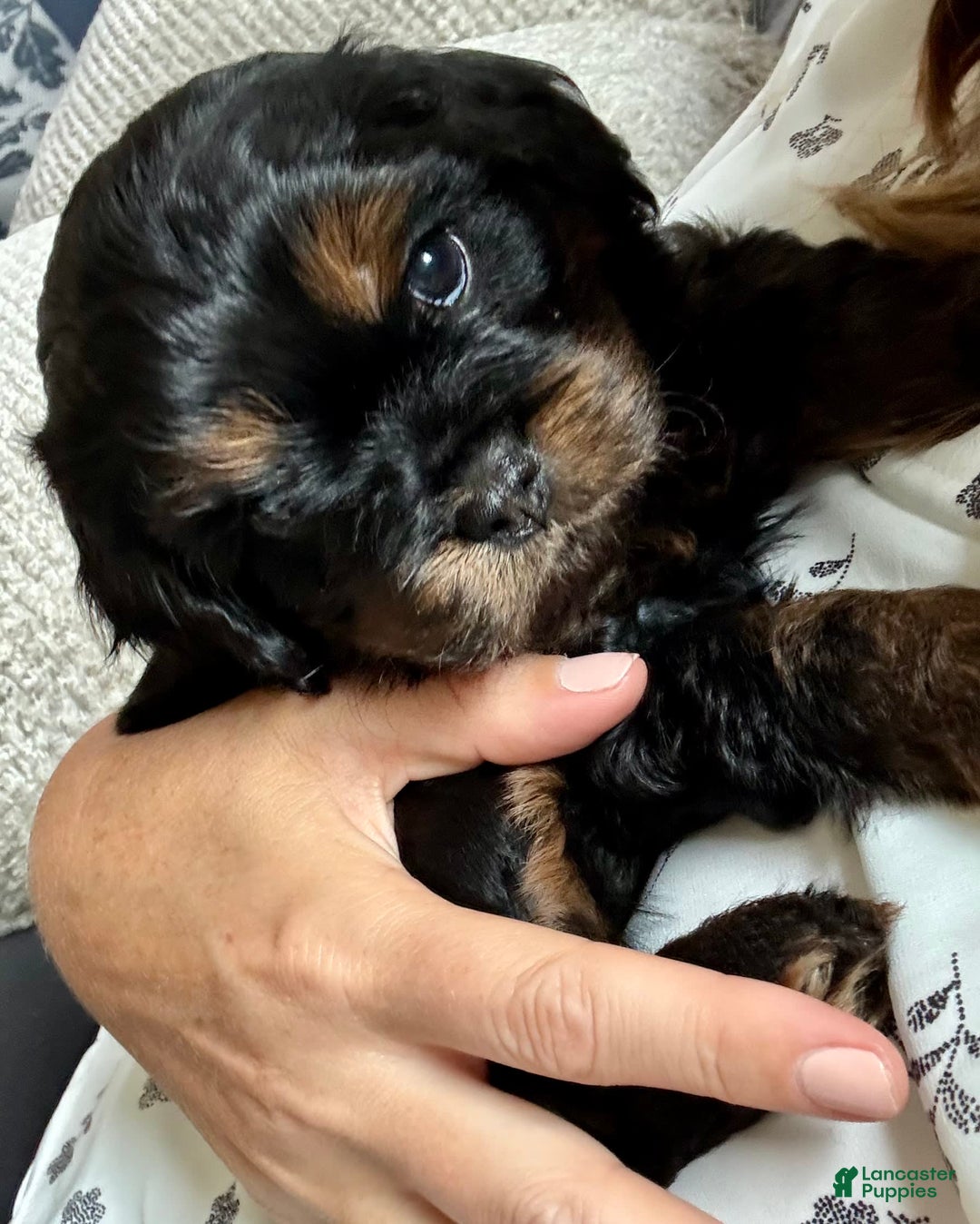 Cavapoo dogs for sale: Max - Image 1
