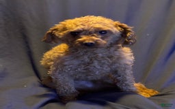 Toy Poodle dogs for sale: Teddy - Image 1