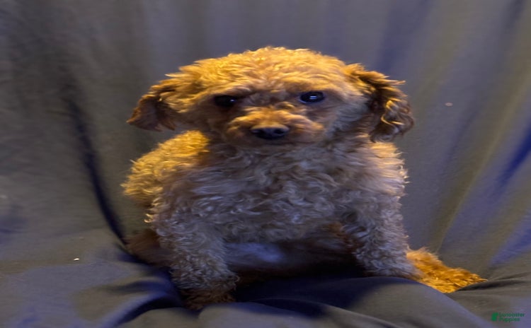 Toy Poodle dogs for sale - Ad 1
