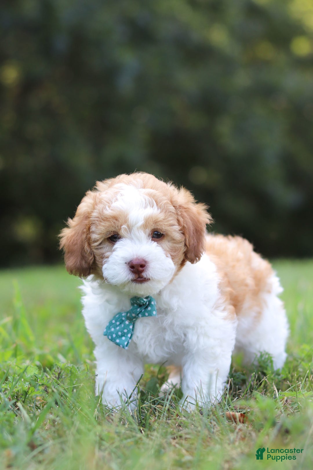 Shihpoo dogs for sale: Hudson - Image 3