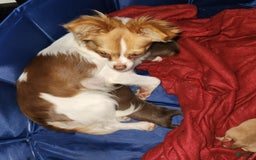 Chihuahua dogs for sale: Gunner - Image 5