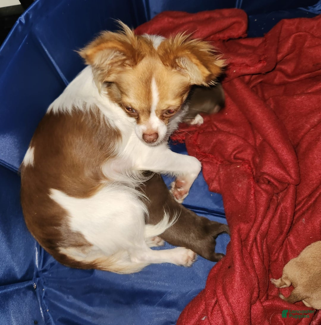Chihuahua dogs for sale: Gunner - Image 5