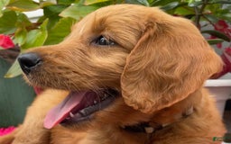 Goldendoodle dogs for sale: Washington - Image 8