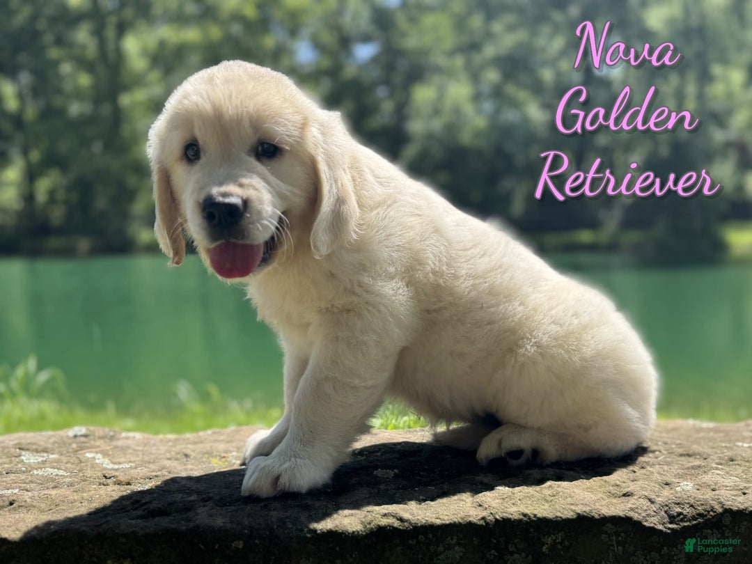 Golden Retriever dogs for sale: Nova - Image 6