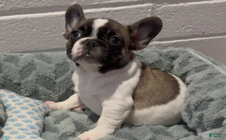 French Bulldog dogs for sale - Ad 2