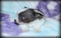Chihuahua dogs for sale: Longhair Chavez - Image 3