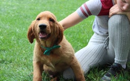 Golden Retriever dogs for sale: Gunther - Image 15