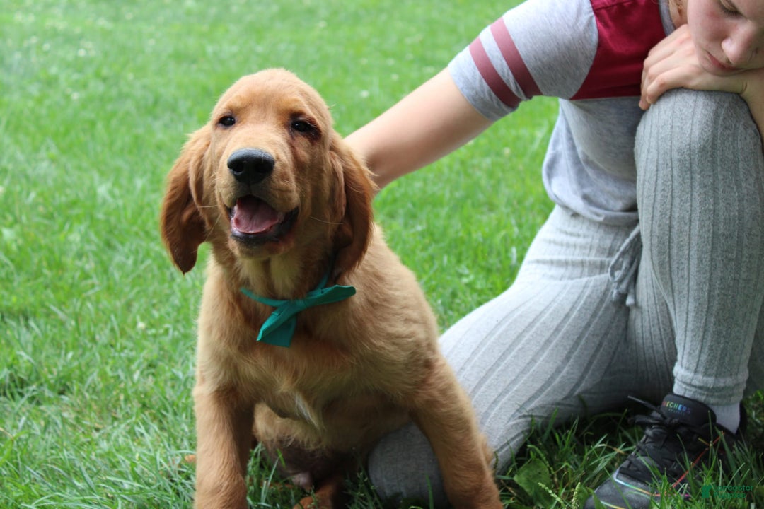 Golden Retriever dogs for sale: Gunther - Image 15
