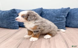 Mini Bernedoodle dogs for sale: Jack - Image 4
