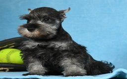 Miniature Schnauzer dogs for sale: Ike - Image 7