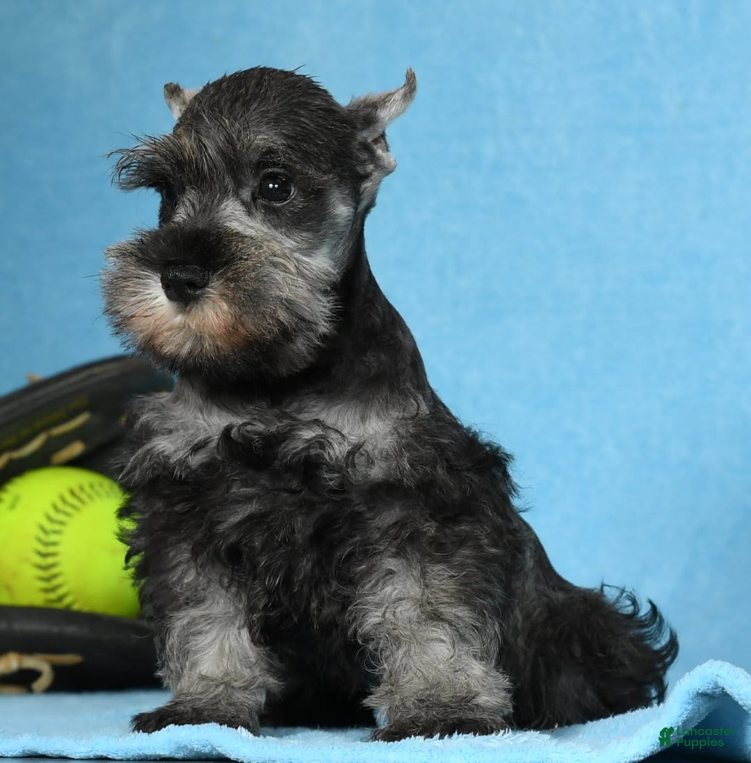 Miniature Schnauzer dogs for sale: Ike - Image 7