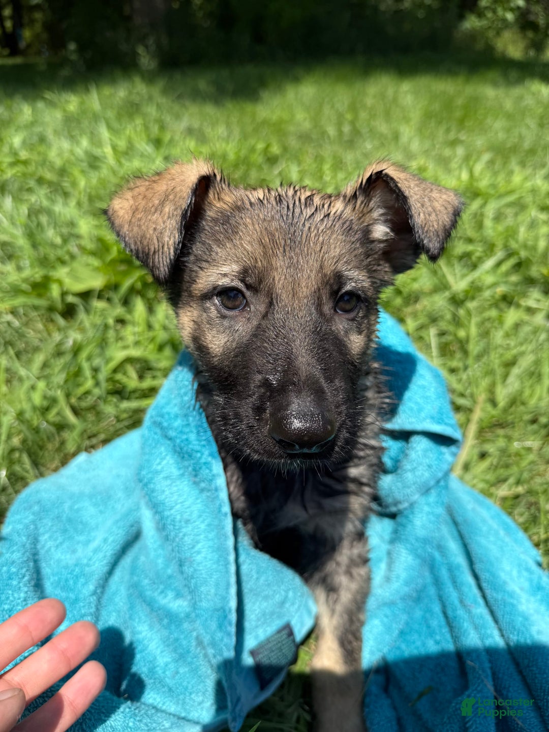 German Shepherd dogs for sale: Stripe - Image 1