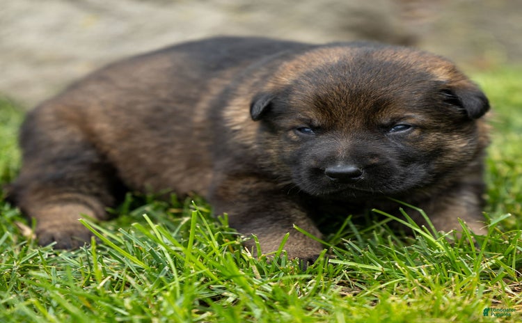 German Shepherd dogs for sale - Ad 1