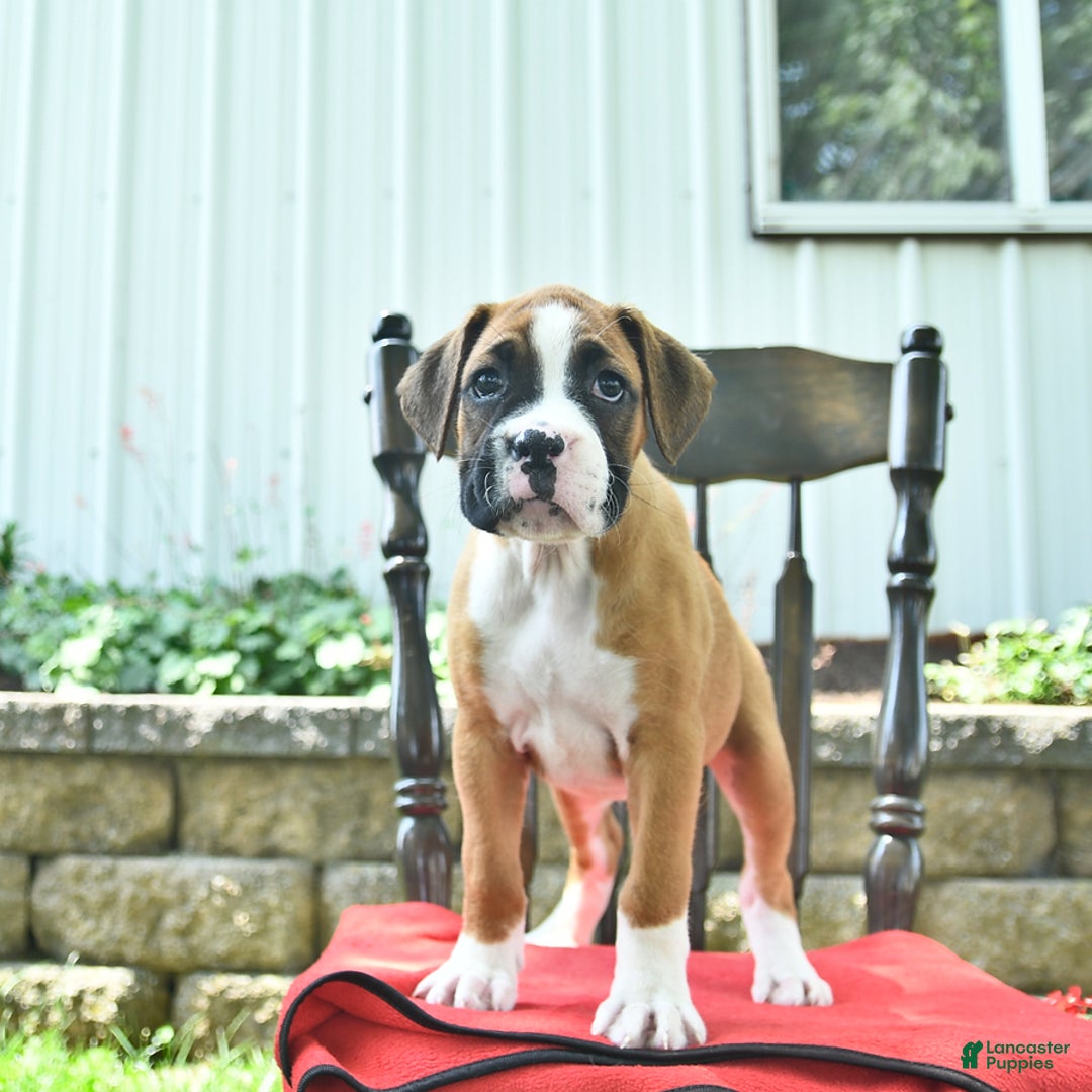 Boxer dogs for sale: Feliz - Image 4