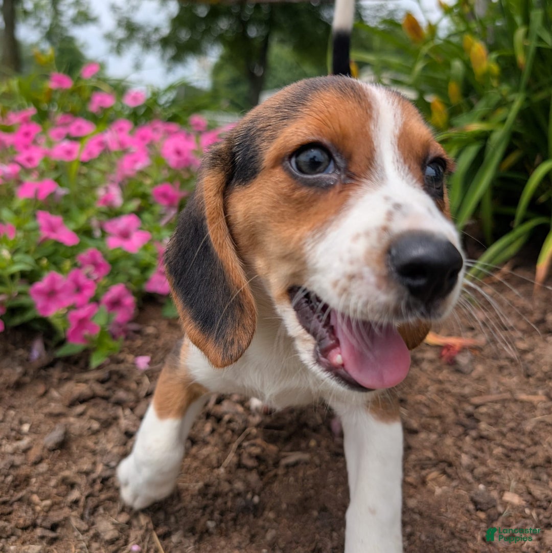 Beagle dogs for sale: Caramel - Image 12