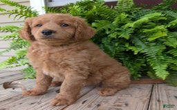 Goldendoodle dogs for sale: Reed - Image 35