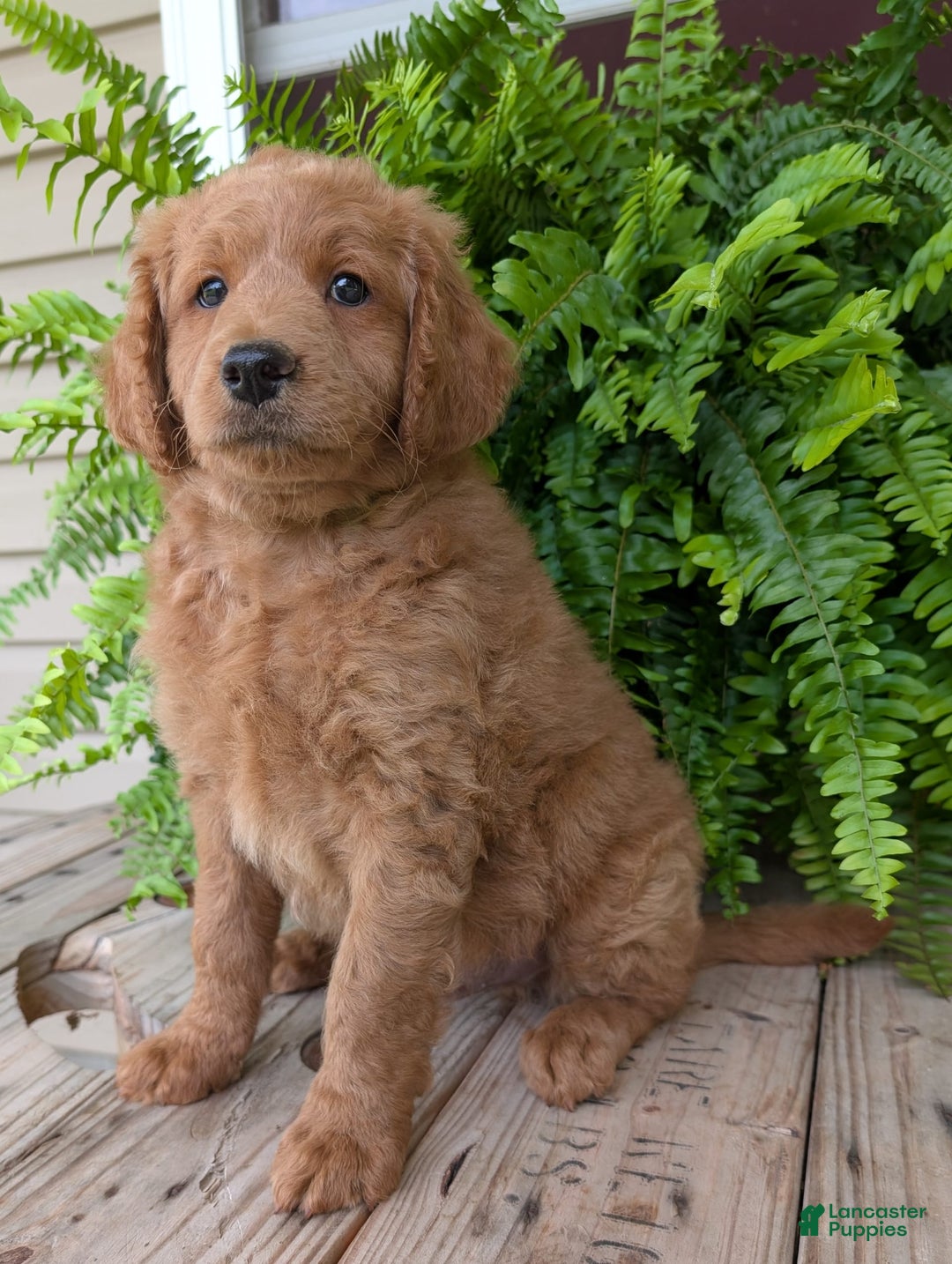 Goldendoodle dogs for sale: Reed - Image 35