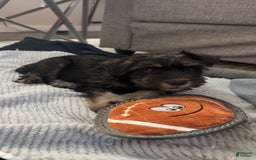 Miniature Schnauzer dogs for sale: Waylon - Image 4